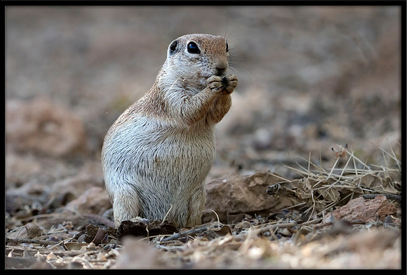 Round-tailed Ground Squirrel