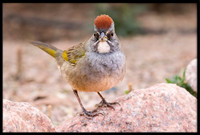 Green-tailed Towhee