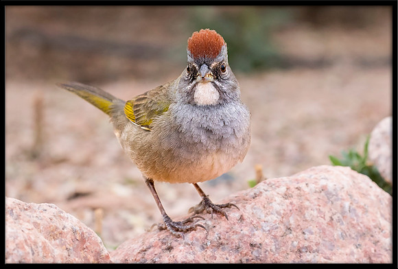 Green-tailed Towhee
