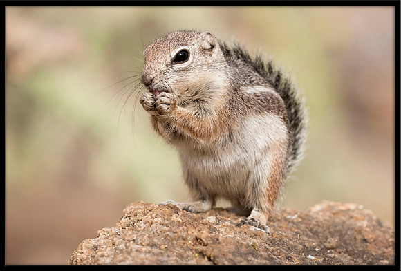 Harris's Antelope Squirrel