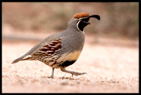 Gambel's Quail