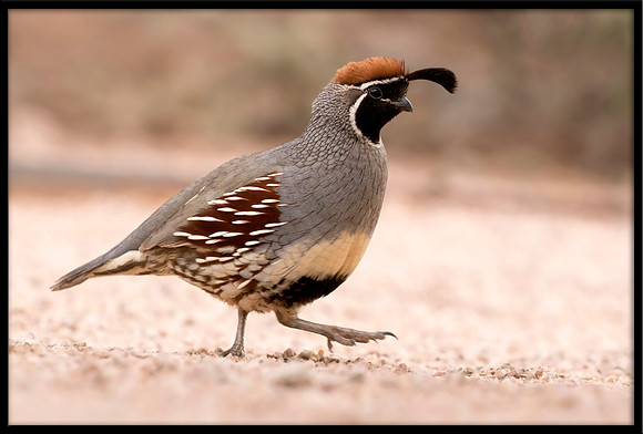 Gambel's Quail