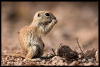 Round-tailed Ground Squirrel
