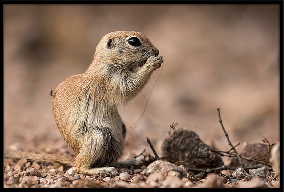 Round-tailed Ground Squirrel