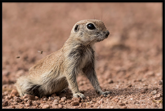 Round-tailed Ground Squirrel