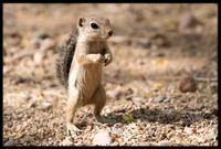 Round-tailed Ground Squirrel