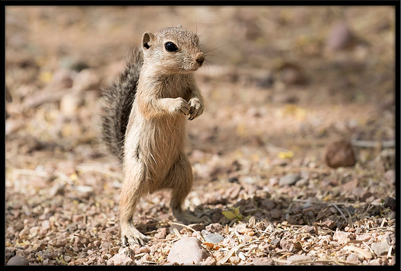 Round-tailed Ground Squirrel