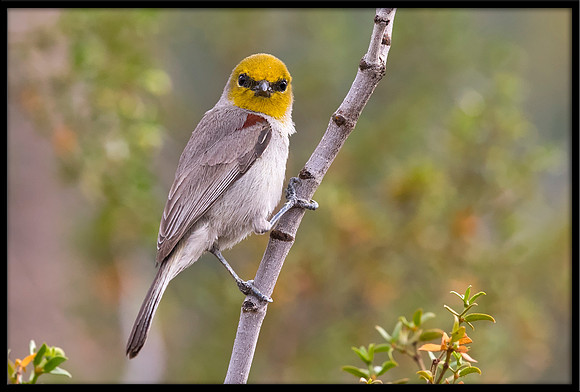 Verdin