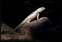 Desert Spiny Lizard