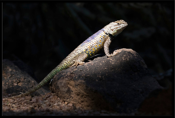 Desert Spiny Lizard