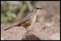 Curve-billed Thrashers