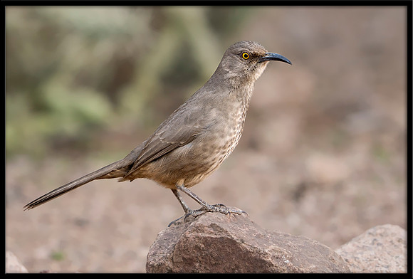 Curve-billed Thrasher