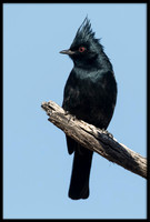 Phainopepla (Silky Flycatcher)