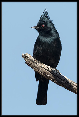 Phainopepla (Silky Flycatcher)