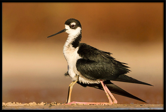 Black-necked Stilt chick with parent