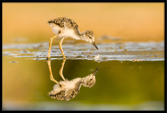 Black-necked Stilt chick