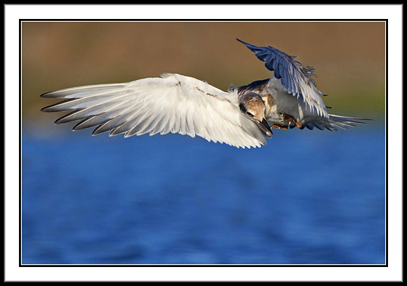 Tern (juvenile)