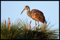 Limpkin