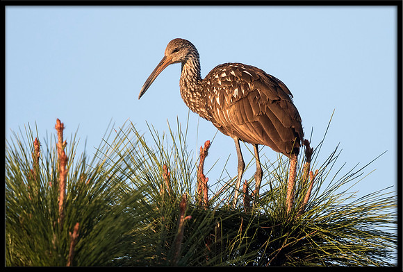 Limpkin