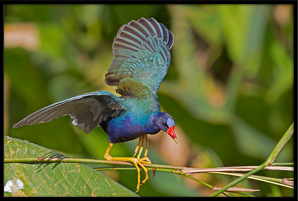 Purple Gallinule