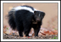 Striped Skunk