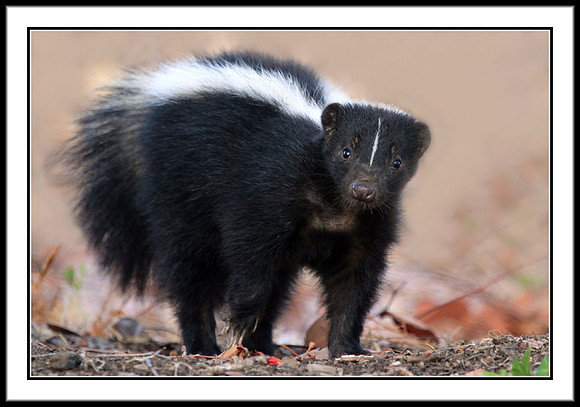 Striped Skunk