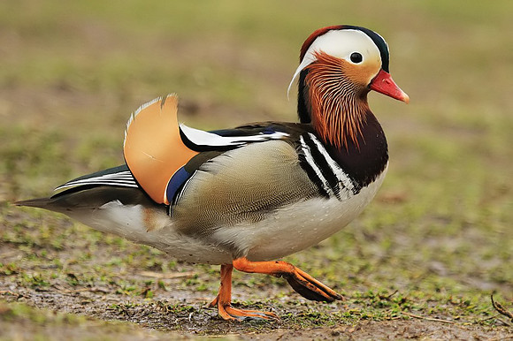 Mandarin Duck