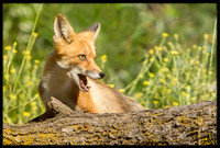Red Fox