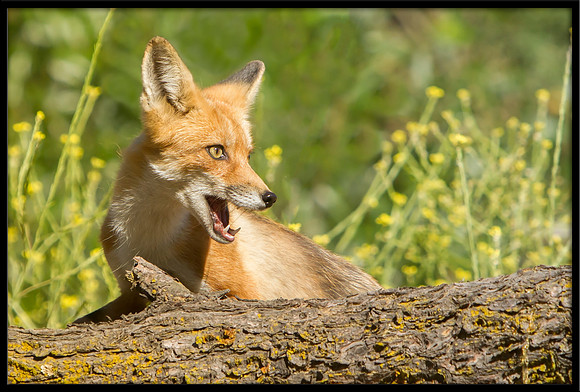 Red Fox
