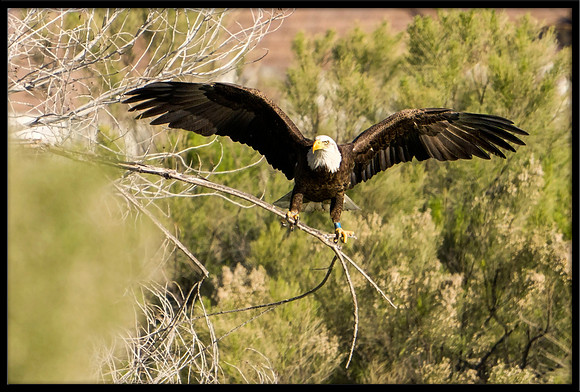 Bald Eagle with nesting material