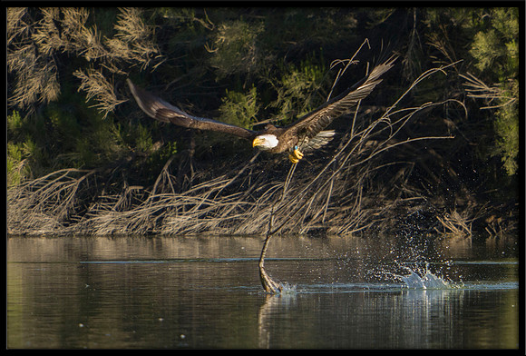 Bald Eagle with nesting material