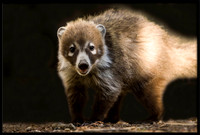 Coati (adult female)