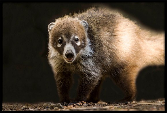 Coati (adult female)