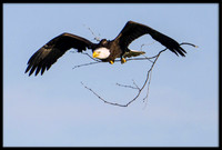 Bald Eagle with nesting material