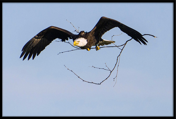 Bald Eagle with nesting material