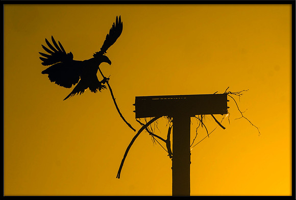 Bald Eagles working on nest at sunrise