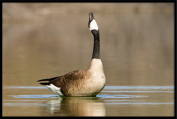 Canada Goose