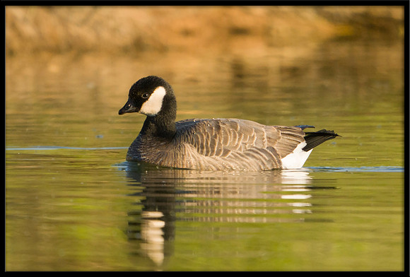 Cackling Goose