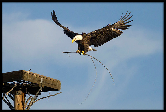 Bald Eagle with nesting material