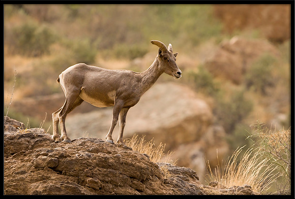 Desert Bighorn Ewe
