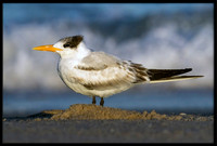Royal Tern