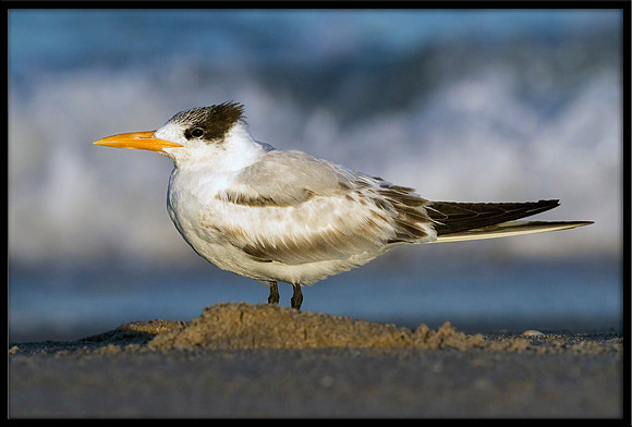 Royal Tern