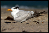 Royal Tern
