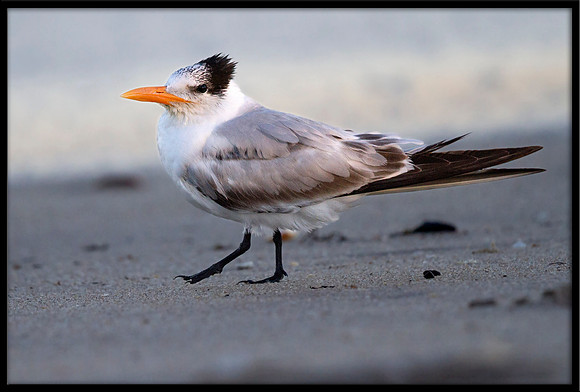 Royal Tern