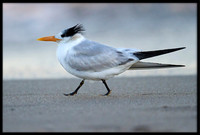 Royal Tern