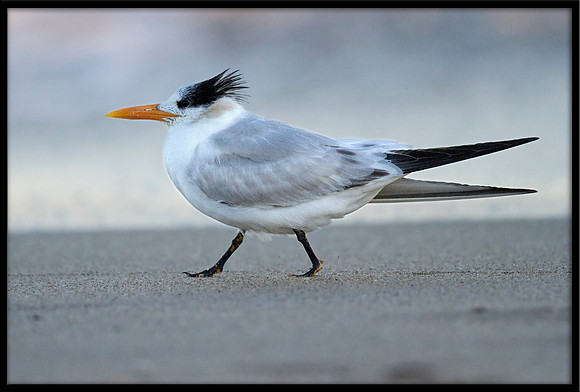 Royal Tern