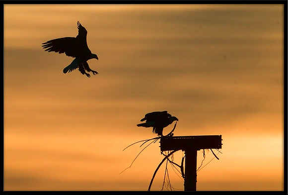 Bald Eagles working on nest at sunrise