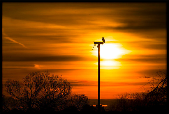 Bald Eagle at sunrise