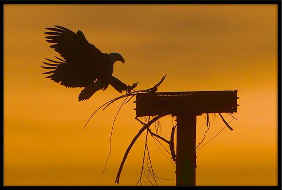 Bald Eagles working on nest at sunrise