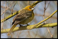 Streak-backed Oriole (f)